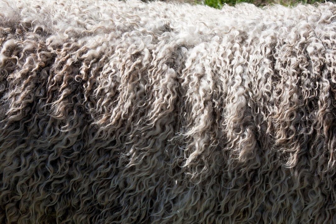 Närbild av täta, lockiga ullfibrer i gråvita nyanser
